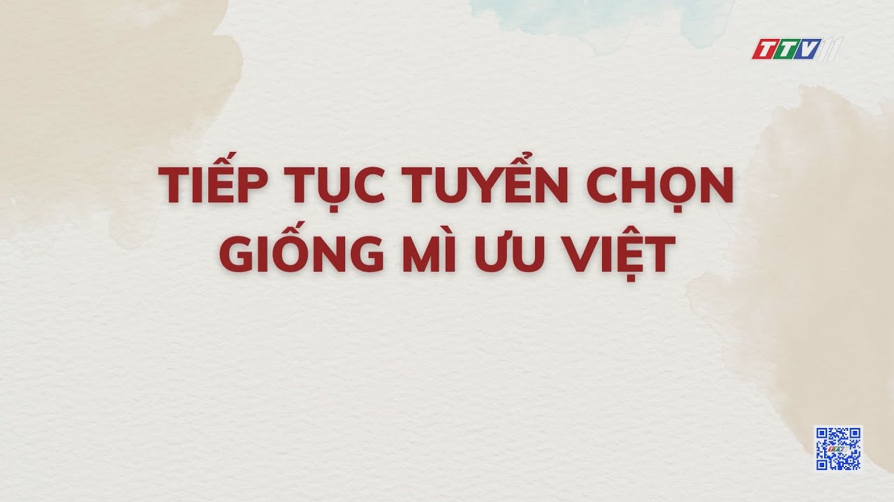 Tiếp tục tuyển chọn giống mì ưu việt | Nông nghiệp Tây Ninh | TayNinhTV